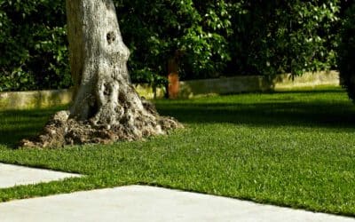 Nachsaat und Ausbessern von kahlen Stellen – Tipps für den Rasen